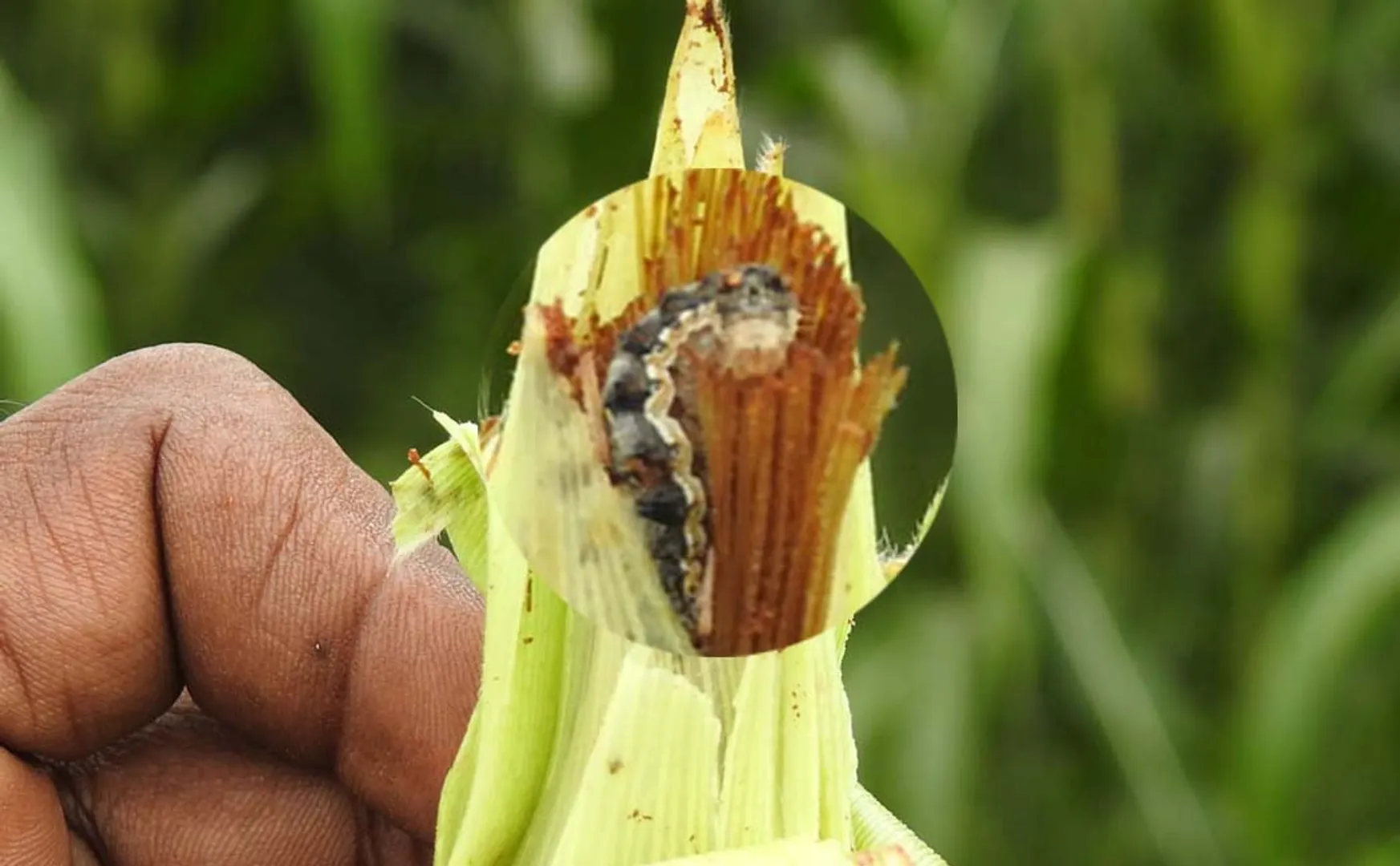 Golden corns are being attacked by american worms worries farmers  